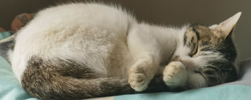 猫软骨瘤的症状，软骨瘤切面呈透明的蓝灰色
