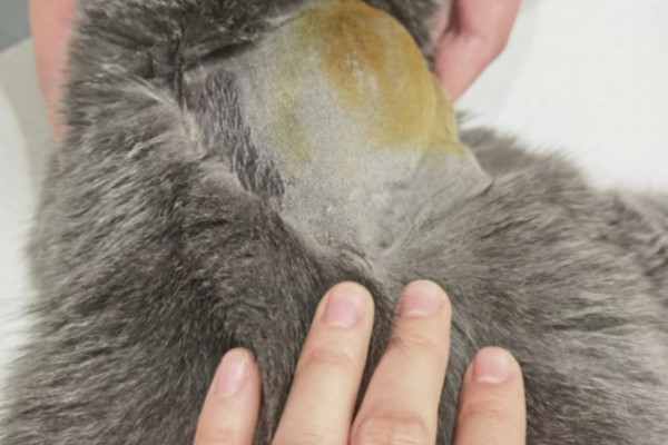 猫软骨瘤的症状,软骨瘤切面呈透明的蓝灰色