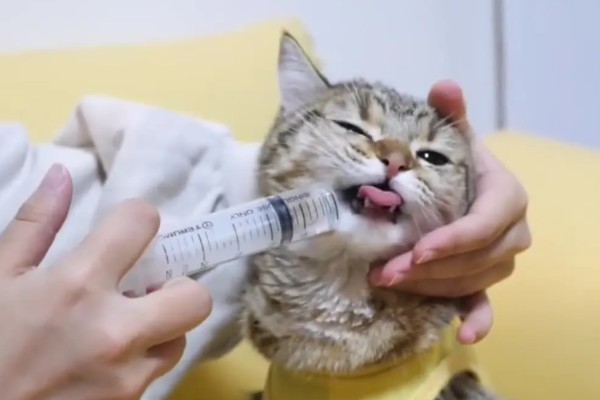 猫软骨瘤的症状,软骨瘤切面呈透明的蓝灰色