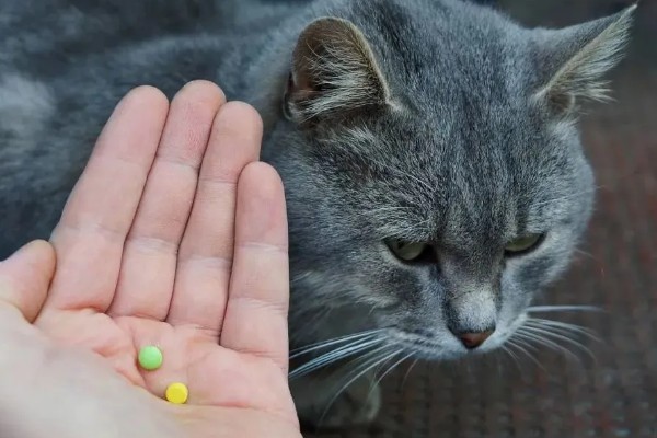 猫软骨瘤的症状,软骨瘤切面呈透明的蓝灰色