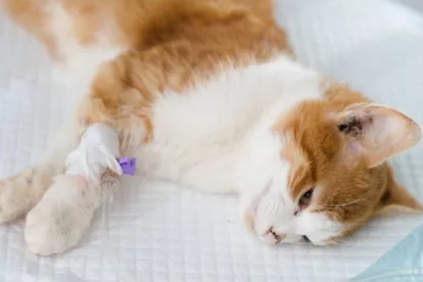 猫软骨瘤的症状,软骨瘤切面呈透明的蓝灰色