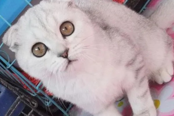 猫软骨瘤的症状,软骨瘤切面呈透明的蓝灰色