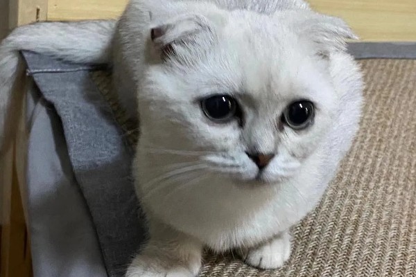 猫软骨瘤的症状,软骨瘤切面呈透明的蓝灰色
