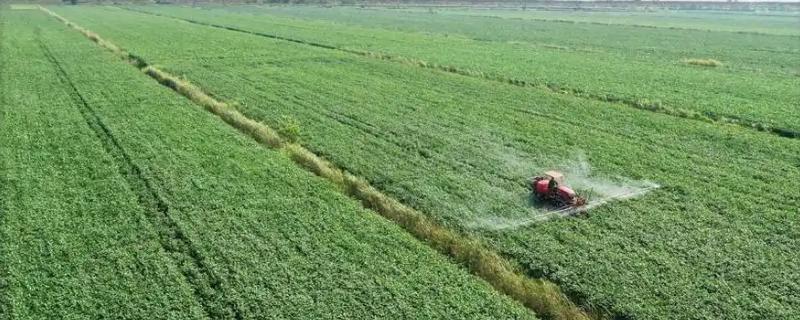 大豆苗后除草剂，推荐精稳杀得、精喹禾灵等