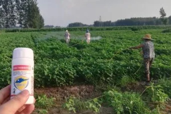 大豆苗后除草剂,推荐精稳杀得、精喹禾灵等