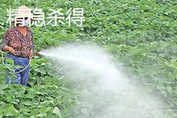 大豆苗后除草剂,推荐精稳杀得、精喹禾灵等