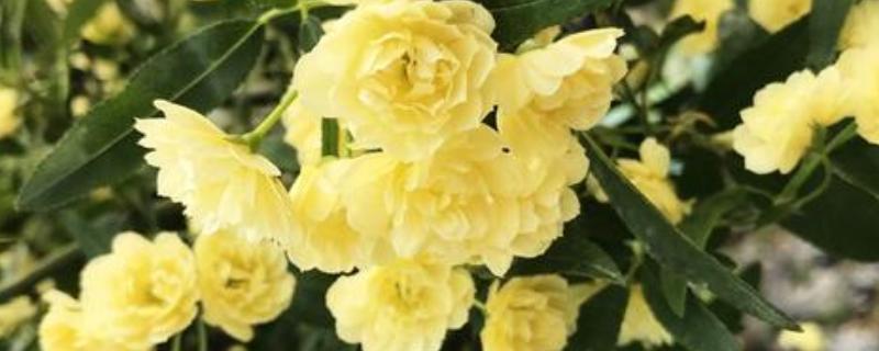 木香花怎么种植，生长期每隔20天追肥一次