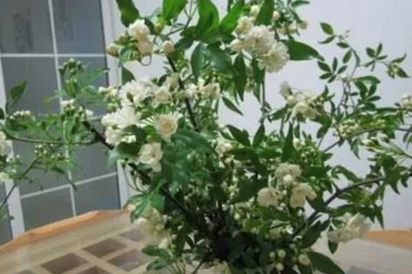 木香花怎么种植,生长期每隔20天追肥一次