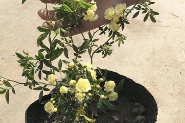 木香花怎么种植,生长期每隔20天追肥一次