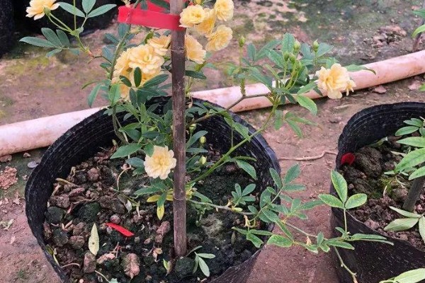 木香花怎么种植,生长期每隔20天追肥一次