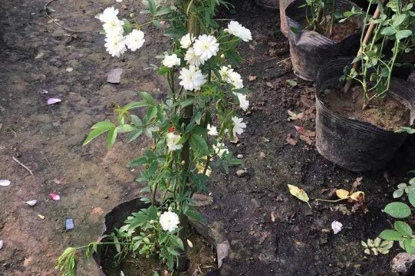 木香花怎么种植,生长期每隔20天追肥一次