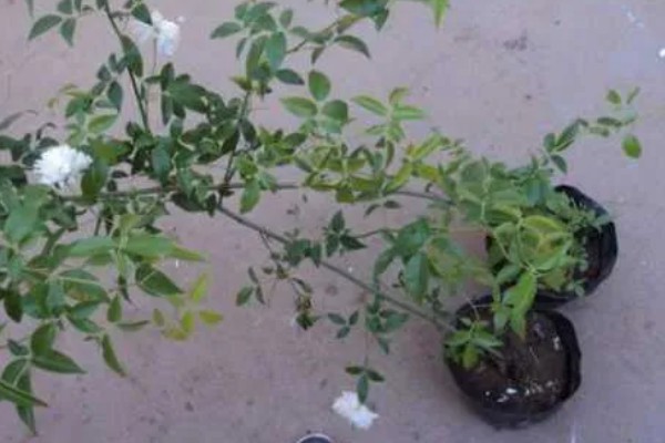 木香花怎么种植,生长期每隔20天追肥一次