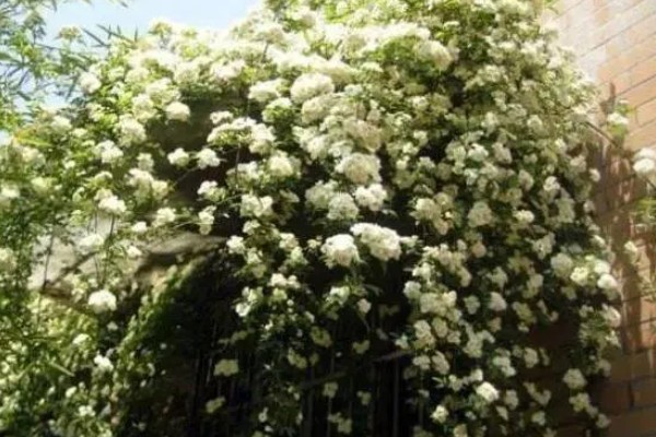 木香花怎么种植,生长期每隔20天追肥一次