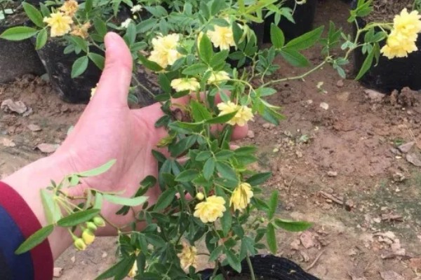 木香花怎么种植,生长期每隔20天追肥一次