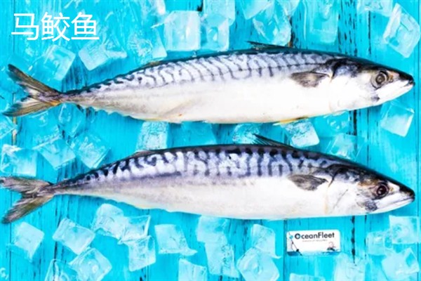 鲅鱼和马鲛鱼的区别,前者属于鲅科、后者属于鲭科
