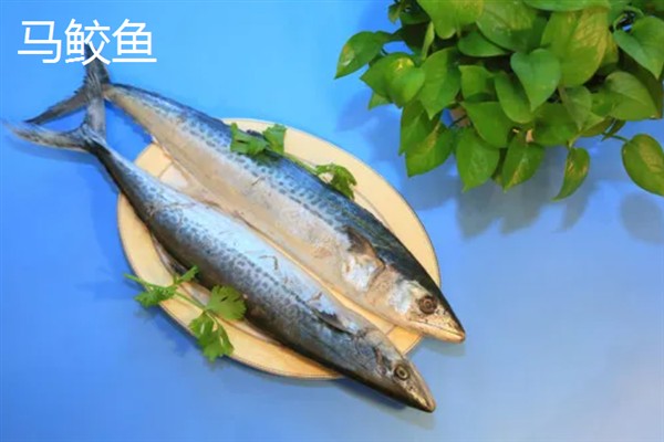 鲅鱼和马鲛鱼的区别,前者属于鲅科、后者属于鲭科