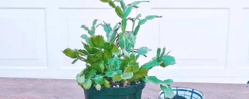 蟹爪兰刚换盆可以马上浇水吗，能立刻浇水