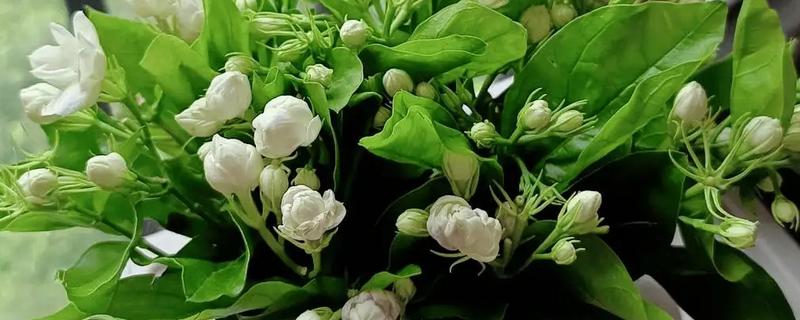 茉莉花长虫怎么处理，需要给它更换盆土