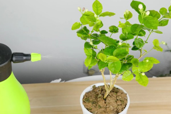 茉莉花长虫怎么处理,需要给它更换盆土