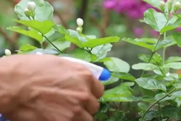 茉莉花长虫怎么处理,需要给它更换盆土