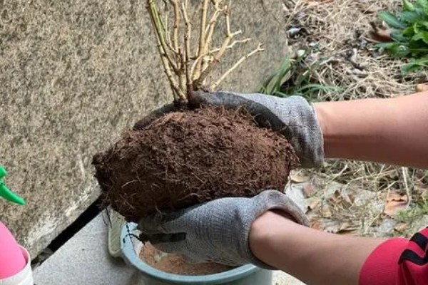 茉莉花长虫怎么处理,需要给它更换盆土