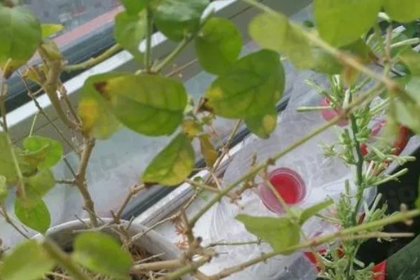 茉莉花长虫怎么处理,需要给它更换盆土