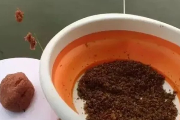 船钉子鱼的简介，学名叫做蛇鮈