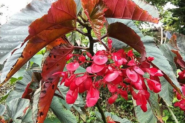 海棠花叶子发黄的原因，土壤板结、施肥过多都是常见因素
