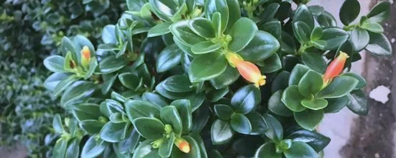 新飞鱼花好不好养，非常容易将其养活