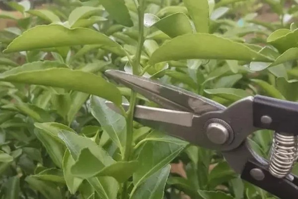 柑橘套根施肥的准则,谢花后3-7天施用激动素
