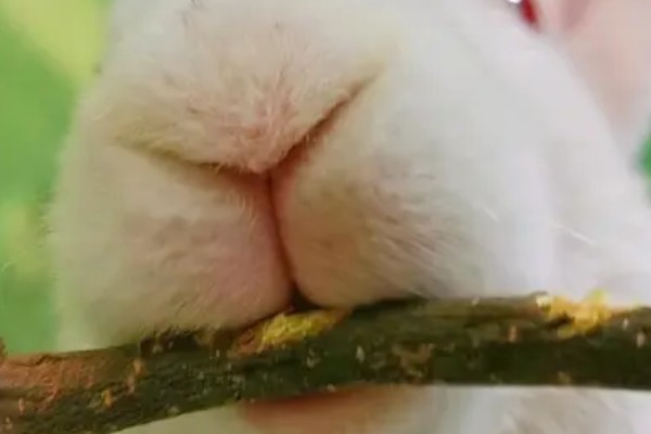 兔子牙齿过长的危害,容易刺穿兔子的上下颚