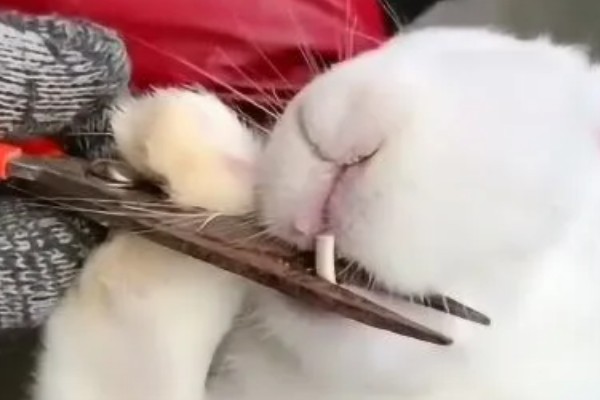 兔子牙齿过长的危害,容易刺穿兔子的上下颚