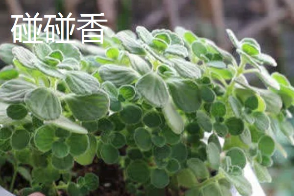 碰碰香和扒拉香有什么区别，属于同一种植物