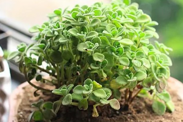 碰碰香和扒拉香有什么区别，属于同一种植物