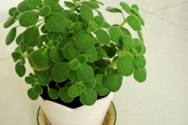 碰碰香和扒拉香有什么区别，属于同一种植物
