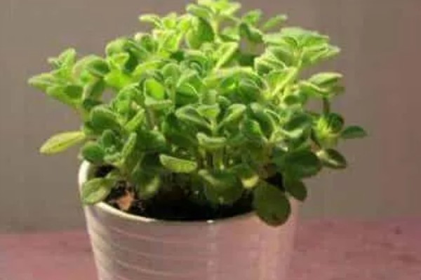 碰碰香和扒拉香有什么区别，属于同一种植物