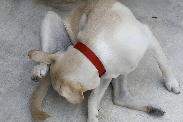狗狗尿路感染的症状,表现为小便的时候会痛苦嚎叫