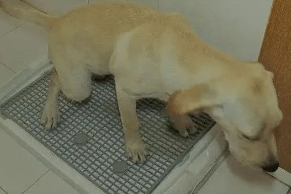 狗狗尿路感染的症状,表现为小便的时候会痛苦嚎叫