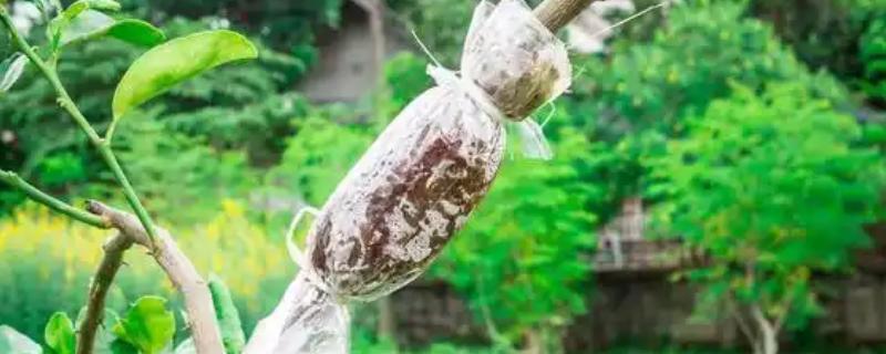 柿子树怎么压条繁殖，用土壤盖住枝条的剥皮部分