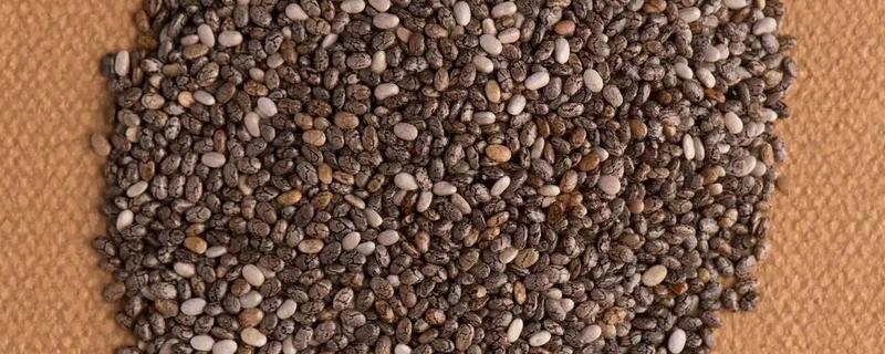 茼蒿菜如何催芽，种子放温水中浸泡24小时