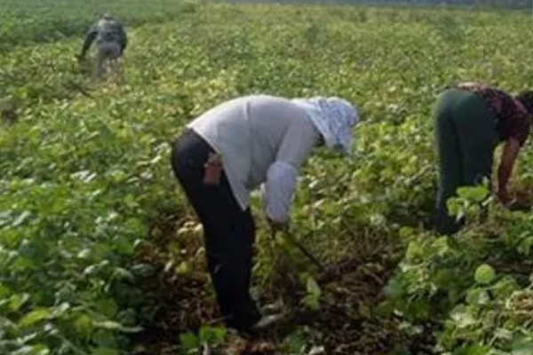 红豆用什么肥,用富含氮磷钾元素的无机肥最好