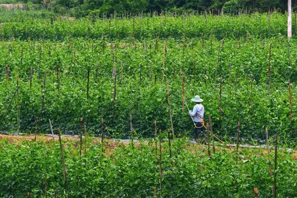 红豆用什么肥,用富含氮磷钾元素的无机肥最好