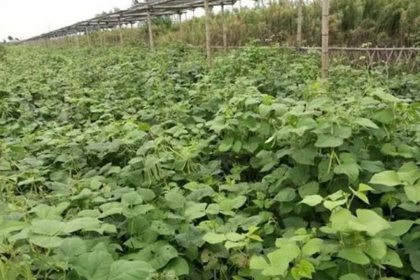 红豆用什么肥,用富含氮磷钾元素的无机肥最好