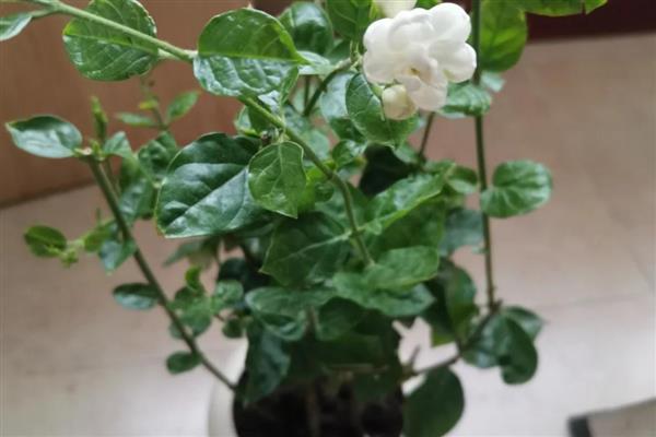 北方茉莉如何过冬,移到室内温暖的地方养护