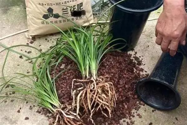 兰花芦头发黑如何解决，剪除被感染的芦头经过消毒后再换土重栽