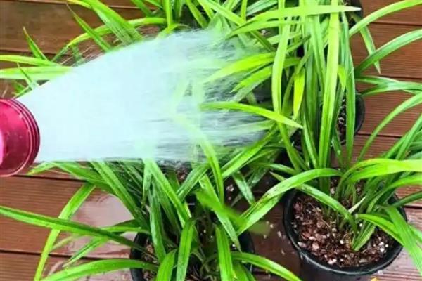 兰花芦头发黑如何解决，剪除被感染的芦头经过消毒后再换土重栽