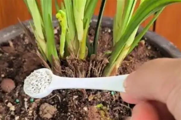 兰花芦头发黑如何解决，剪除被感染的芦头经过消毒后再换土重栽