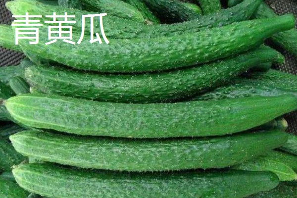 黄瓜的品种介绍，常见的有白黄瓜、青黄瓜等