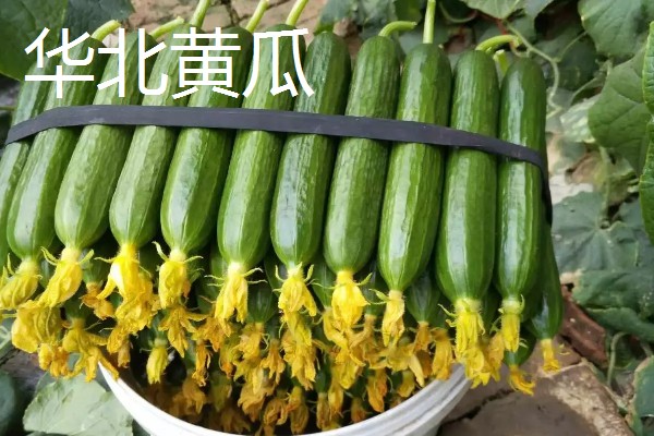 黄瓜的品种介绍，常见的有白黄瓜、青黄瓜等