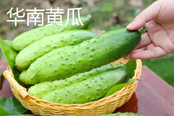 黄瓜的品种介绍，常见的有白黄瓜、青黄瓜等